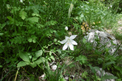 LArclusaz_35
