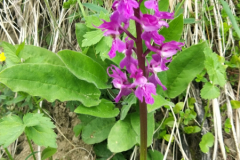 LArclusaz_37