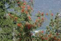 Bade-Colombier_19