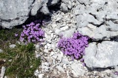 Belles-ombres-Pinet_24