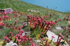 sollières-2019-33-Small