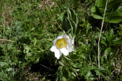 Chapeau-de-Napoléon_12