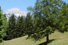 charmant-som-35