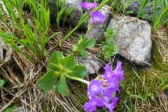 col-de-la-Bourbière_29