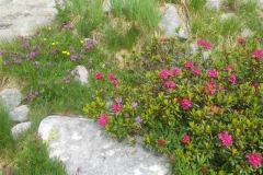 col-de-la-Bourbière_18-Small