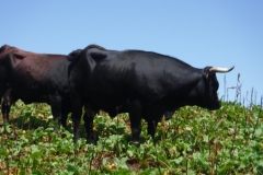 crete-du-Gargoton_15