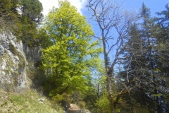 pas-de-la-rousse-3-Small