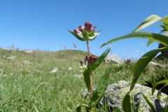 dent-du-corbeau-31