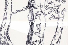 Viel arbre à Santa Marina