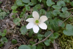 P1000241