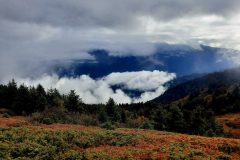 grand-chat-1.resized