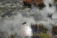 grand-chat-10.resized