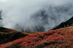 grand-chat-2.resized