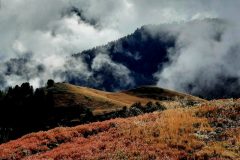 grand-chat-3.resized