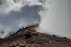 grand-chat-4.resized