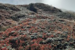 grand-chat-5.resized