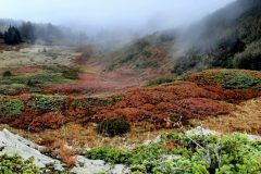 grand-chat-6.resized