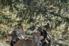 gd-rocher-trav-8.resized