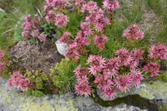 Petit-Charnier-nord-sud_13