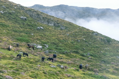 02-09-_Bejes-Caseton-de-Andara-025