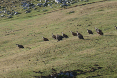 04-09-_Aliva-Vega-de-Uriellu027