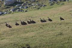 04-09-_Aliva-Vega-de-Uriellu030