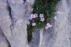 05-09-_Vega-de-Uriellu-Bulnes-061