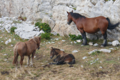 09-09-Collado-Hermoso-Posada-de-Valdeon-046