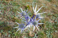 09-09-Collado-Hermoso-Posada-de-Valdeon-051